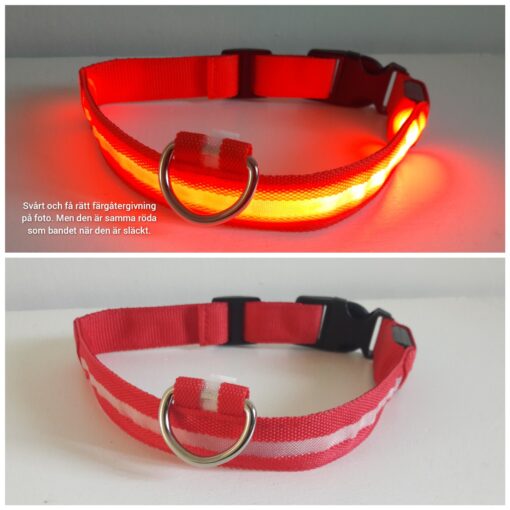 Hundhalsband - Bild 6